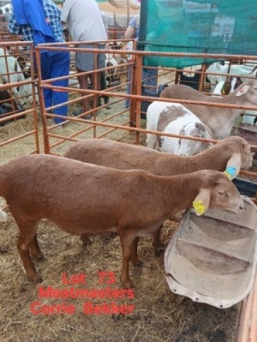 LOT 73 2 X MEAT MASTER EWE HENDRICK BEKKER (Per animal to take the lot)