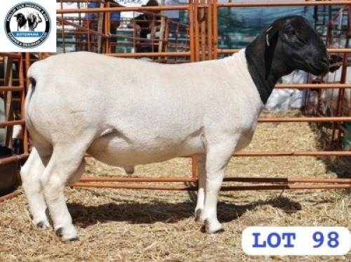 LOT 98 1 X BLACK HEAD DORPER RAM PHILLIP VAN NIEKER & SON