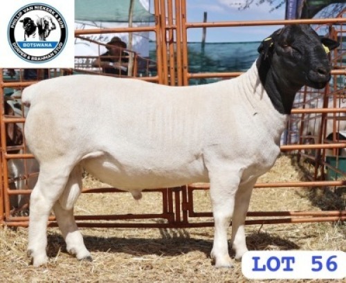 LOT 56 1 X BLACK HEAD DORPER RAM PHILLIP VAN NIEKER & SON