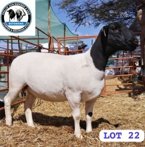 LOT 22 1 X BLACK HEAD DORPER EWE PHILLIP VAN NIEKERK & SON