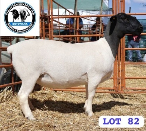 LOT 82 1 X BLACK HEAD DORPER EWE PHILLIP VAN NIEKER & SON
