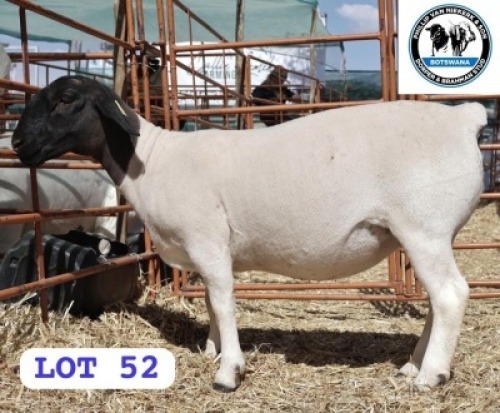 LOT 52 1 X BLACK HEAD DORPER EWE PHILLIP VAN NIEKER & SON