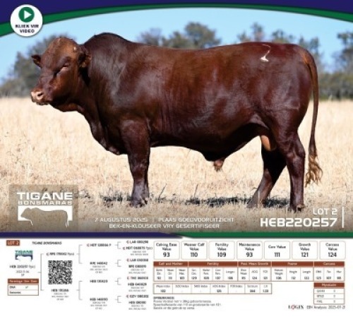 1 X BONSMARA BULL Tigane Bonsmaras