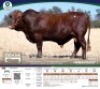 1 X BONSMARA BULL Tigane Bonsmaras