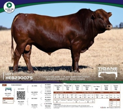 1 X BONSMARA BULL Tigane Bonsmaras