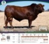 1 X BONSMARA BULL Tigane Bonsmaras