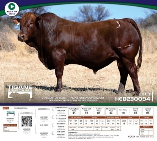 1 X BONSMARA BULL Tigane Bonsmaras