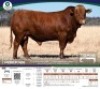 1 X BONSMARA BULL Tigane Bonsmaras