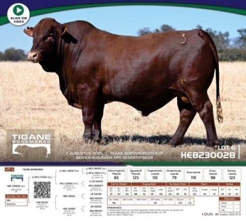 1 X BONSMARA BULL Tigane Bonsmaras