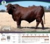 1 X BONSMARA BULL Tigane Bonsmaras