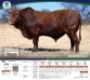 1 X BONSMARA BULL Tigane Bonsmaras