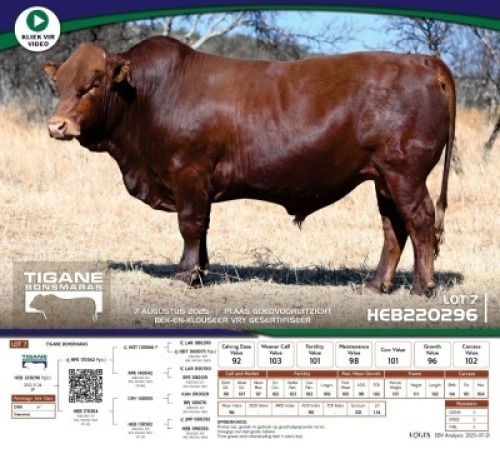 1 X BONSMARA BULL Tigane Bonsmaras