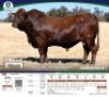 1 X BONSMARA BULL Tigane Bonsmaras