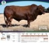 1 X BONSMARA BULL Tigane Bonsmaras