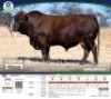 1 X BONSMARA BULL Tigane Bonsmaras