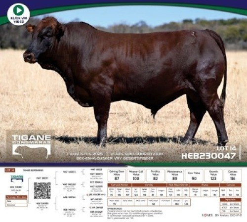1 X BONSMARA BULL Tigane Bonsmaras