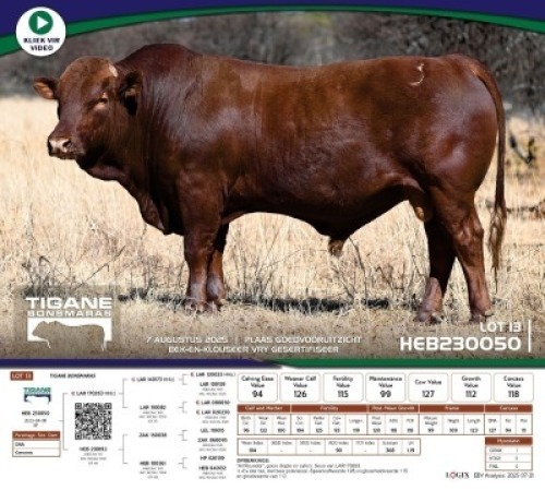 1 X BONSMARA BULL Tigane Bonsmaras