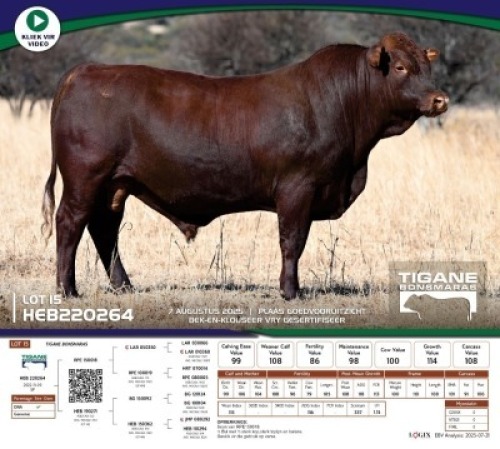 1 X BONSMARA BULL Tigane Bonsmaras