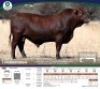 1 X BONSMARA BULL Tigane Bonsmaras