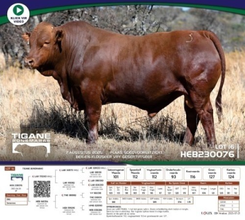 1 X BONSMARA BULL Tigane Bonsmaras