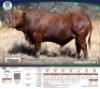 1 X BONSMARA BULL Tigane Bonsmaras