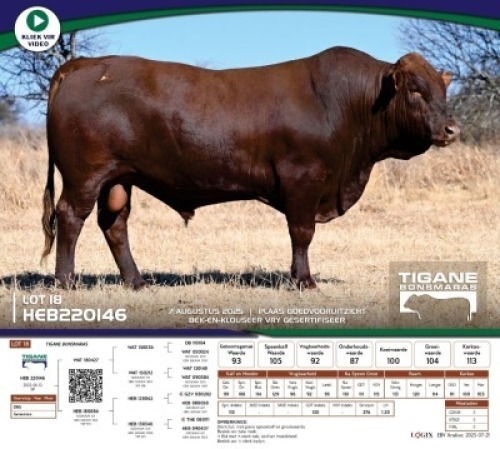 1 X BONSMARA BULL Tigane Bonsmaras