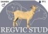 1 X SAANEN BUCK Regvic stud