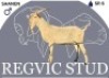 1 X SAANEN BUCK Regvic stud