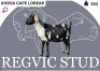 1 X CAPE LOBEAR EWE Regvic stud