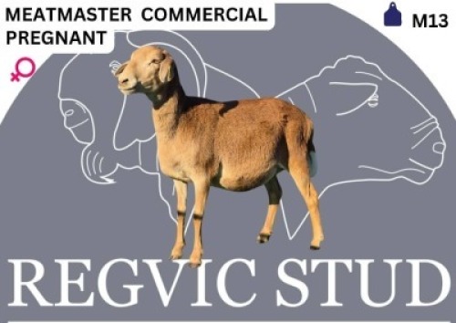1 X MEATMASTER EWE Regvic stud