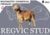 1 X MEATMASTER EWE Regvic stud