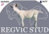 1 X SAANEN EWE Regvic stud