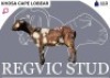 1 X CAPE LOBEAR EWE Regvic stud