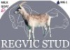 1 X SAANEN EWE Regvic stud