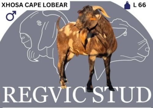 1 X CAPE LOBEAR BUCK Regvic stud