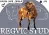 1 X CAPE LOBEAR BUCK Regvic stud