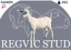 1 X SAANEN EWE Regvic stud