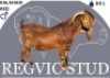 1 X KALAHARI RED BUCK Regvic stud