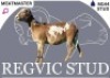 1 X MEATMASTER EWE Regvic stud