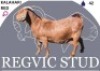 1 X KALAHARI RED EWE Regvic stud