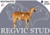 1 X MEATMASTER EWE Regvic stud
