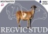 1 X MEATMASTER EWE Regvic stud