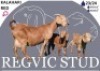 1 X KALAHARI RED EWE Regvic stud