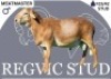 1 X MEATMASTER RAM Regvic stud