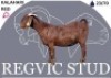 1 X KALAHARI RED EWE Regvic stud
