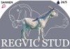 1 X SAANEN EWE Regvic stud
