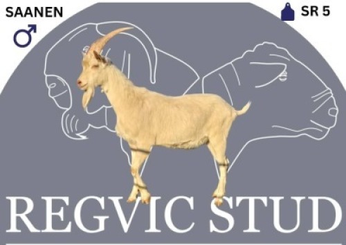 1 X SAANEN BUCK Regvic stud
