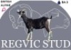 1 X BRITISH ALPINE EWE Regvic stud