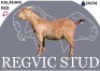 1 X KALAHARI RED EWE Regvic stud