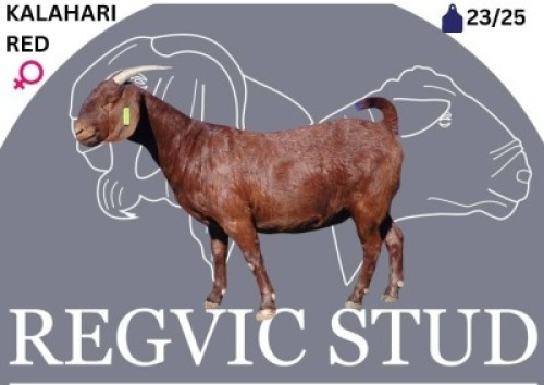 1 X KALAHARI RED EWE Regvic stud